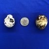 Pharaoh Coturnix Quail Hatching Eggs