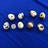 Pharaoh Coturnix Quail Hatching Eggs