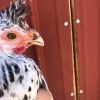 Silver Spangled Appenzeller Spitzhauben Chicken