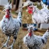 Silver Spangled Appenzeller Spitzhauben Chicken