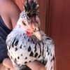 Silver Spangled Appenzeller Spitzhauben Chicken