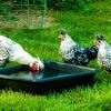 Silver Spangled Appenzeller Spitzhauben Chicken