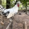 Silver Spangled Appenzeller Spitzhauben Chicken