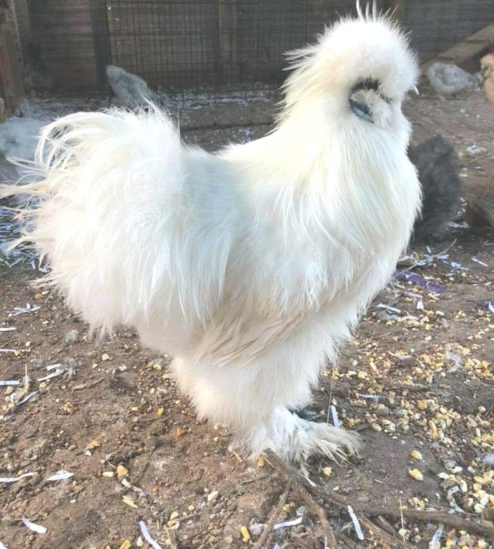 White Silkie Bantam