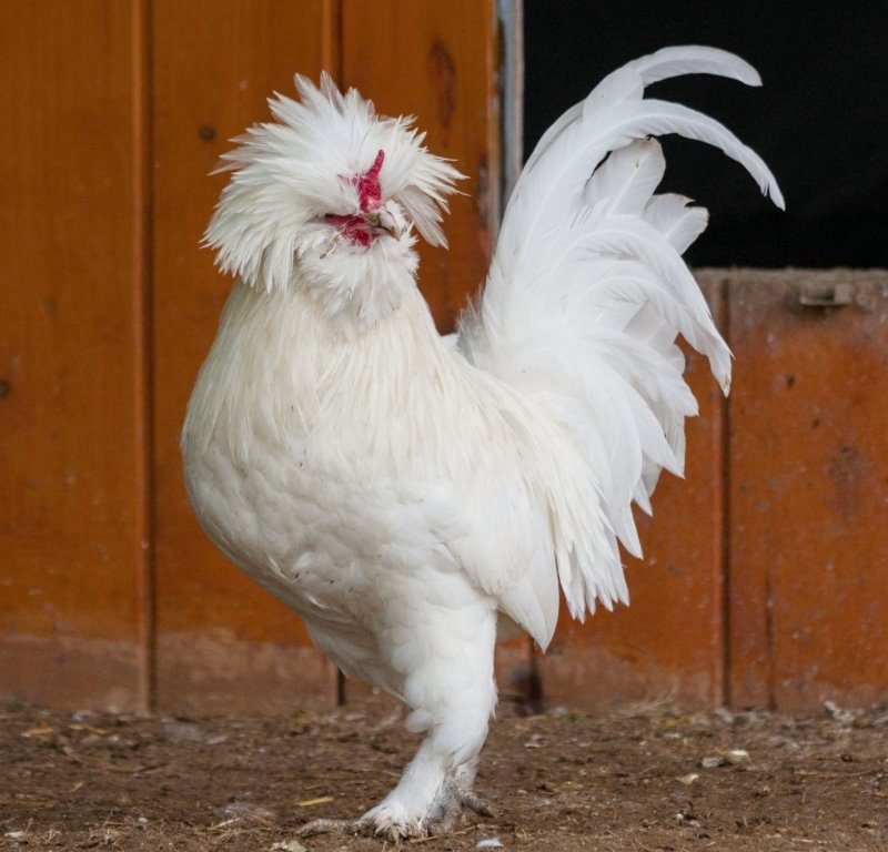 White Sultan Chicken
