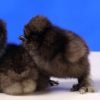 Black Silkie Bantam