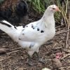 Austra White Chicken