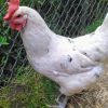 Austra White Chicken