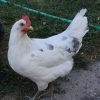 Austra White Chicken