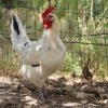 Austra White Chicken