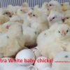 Austra White Chicken