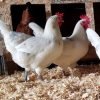 Austra White Chicken