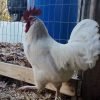 Austra White Chicken