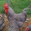 Barred Rock Chicken