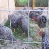 Barred Rock Chicken