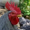 Barred Rock Chicken