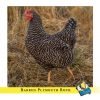 Barred Rock Chicken