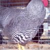 Barred Rock Chicken
