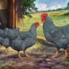 Barred Rock Chicken