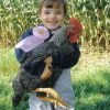 Barred Rock Chicken