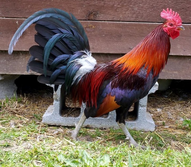 Black Breasted Red Jungle Fowl Standard Old English