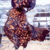 Golden Laced Polish Chicken