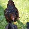Black Laced Red Wyandotte Chicken