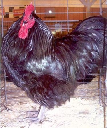 Black Australorp Chicken