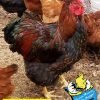 Black Laced Red Wyandotte Chicken