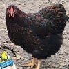 Black Laced Red Wyandotte Chicken