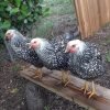 Black Laced Silver Wyandotte Chicken