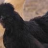 Black Silkie Bantam