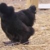 Black Silkie Bantam