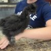 Black Silkie Bantam