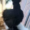 Black Silkie Bantam
