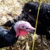 Black Spanish Turkey