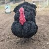 Black Spanish Turkey