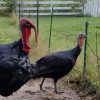Black Spanish Turkey