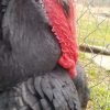 Black Spanish Turkey