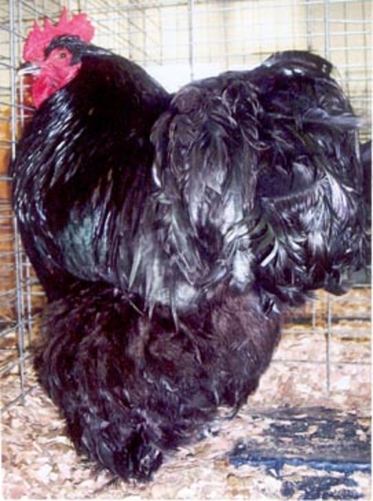 Black Cochin Standard Chicken
