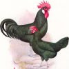 Black Minorcas Chicken
