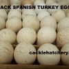 Black Spanish Turkey