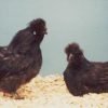 Black Silkie Bantam