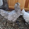 Blue Ameraucana Chicken