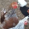 Silver Spangled Appenzeller Spitzhauben Chicken