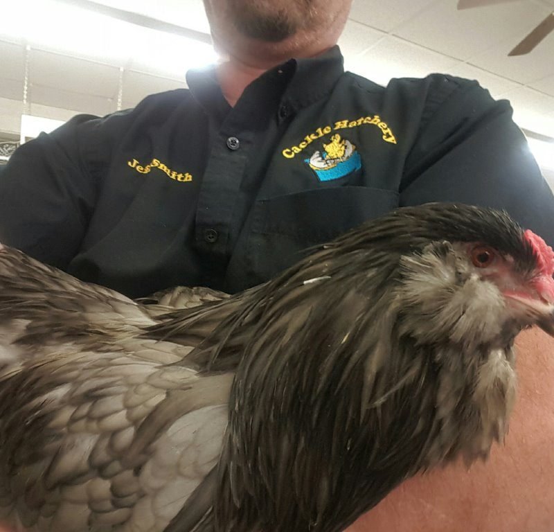 Blue Ameraucana Chicken