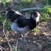 Blue Ameraucana Chicken