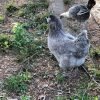 Blue Ameraucana Chicken