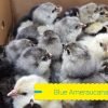 Blue Ameraucana Chicken