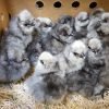 Blue Silkie Bantam